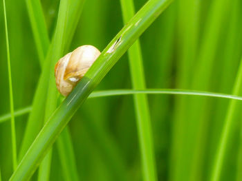 Close-up of snail on grass