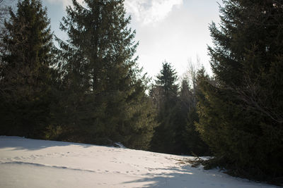 Trees in forest against sky during winter