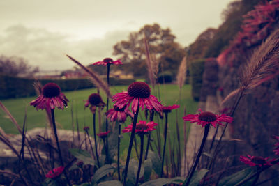 Close-up of coneflowers blooming on field against sky