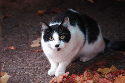 Close-up portrait of cat