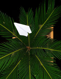 Close-up of green leaves at night