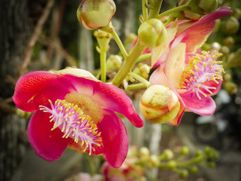 Close-up of flowers blooming outdoors