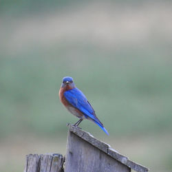 Close-up of bird perching on wooden post