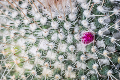 High angle view of cactus plant