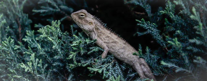 Close-up of a lizard on tree