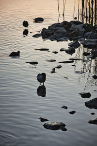 High angle view of ducks swimming in lake