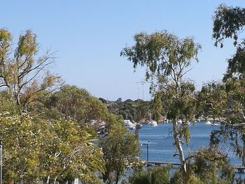 Trees by lake against clear sky