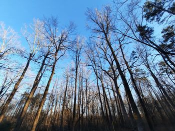 Low angle view of bare trees against clear blue sky