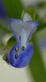 Close up of flower