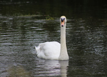 Swan swimming in lake