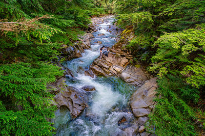 Scenic view of waterfall in forest