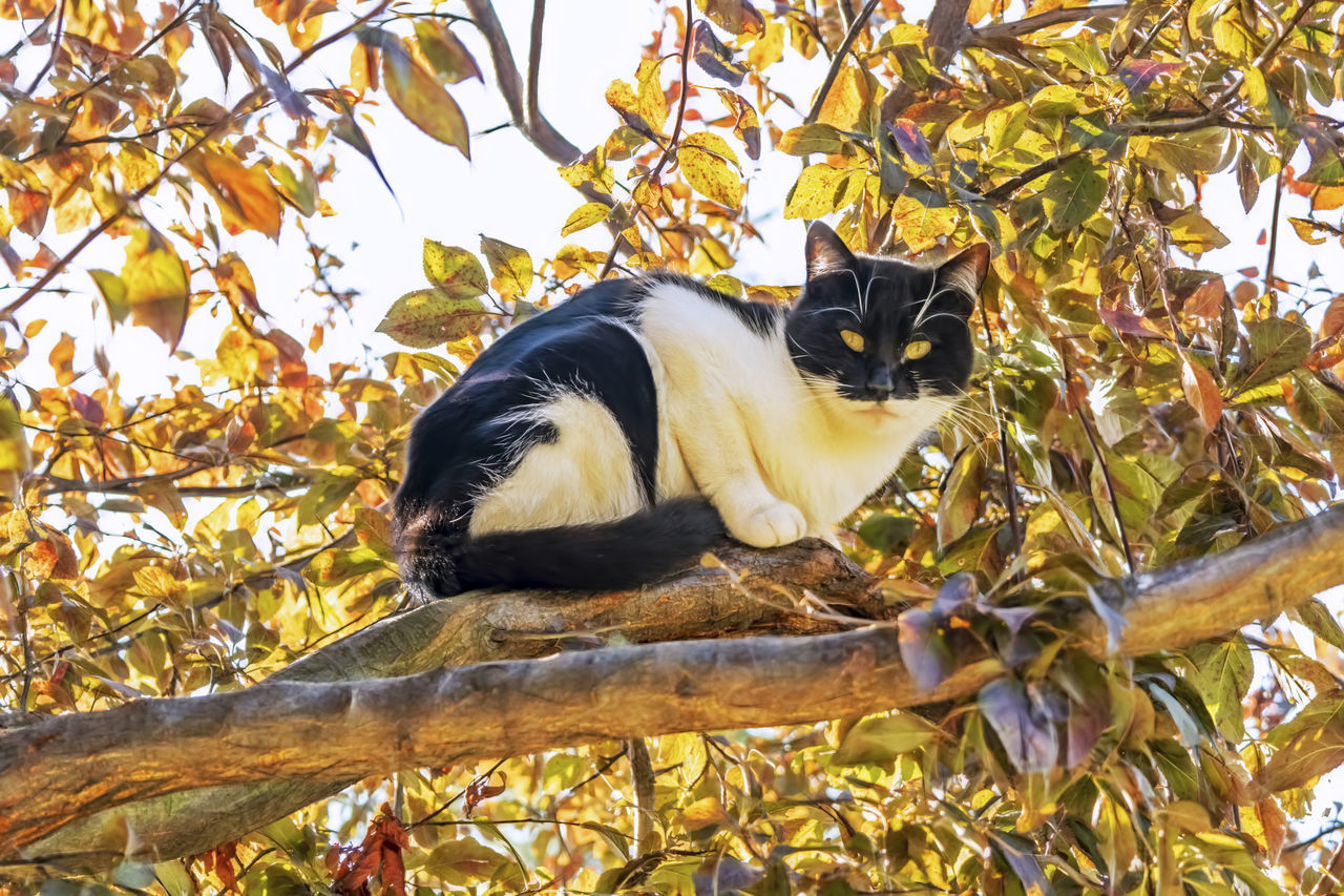 CAT RELAXING IN A TREE