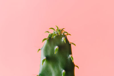 Close-up of succulent plant