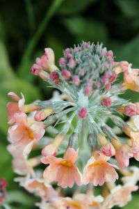 Close-up of pink flowers