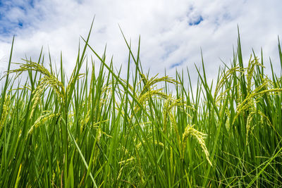 The green rice paddy field background