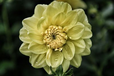 Close-up of wet flower on plant