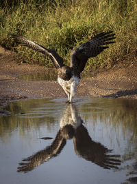 Bird flying over water