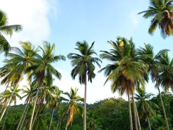 Low angle view of coconut palm trees against sky in tropical islands of raja ampat