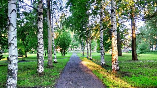 Panoramic shot of trees on landscape against sky