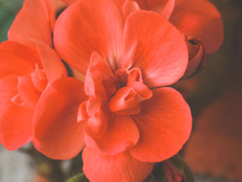 Close-up of orange flower blooming outdoors