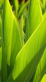 Close-up of green leaves