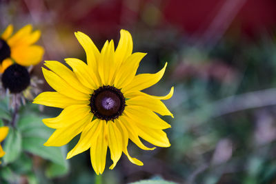 Close-up of yellow flowering plant