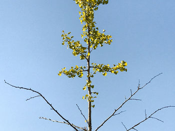 Low angle view of tree against clear sky