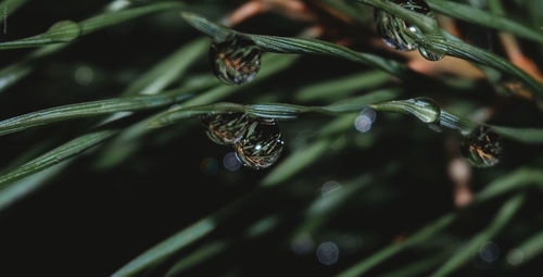 Close-up of water drops on leaf