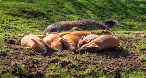 View of pig and piglets sunbathing on a field
