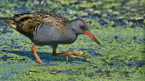 Close-up of bird in the wild