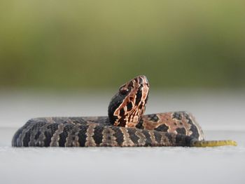 Close-up of butterfly on rock