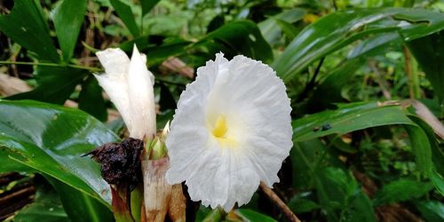 Close-up of white flowering plant