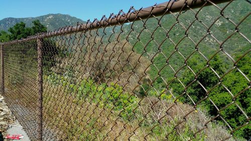 Plants growing on chainlink fence