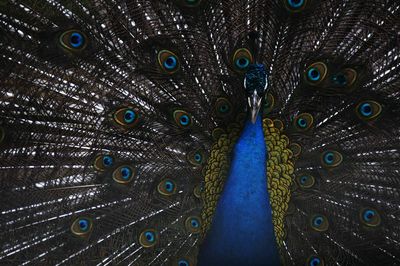 Full frame shot of peacock fanned out feather