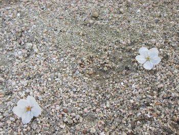 High angle view of flowers