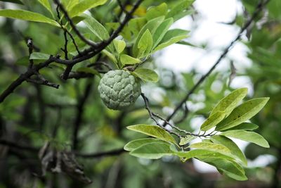 Close-up of berries on tree