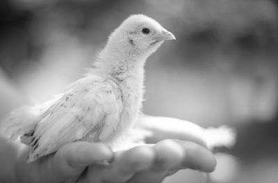 Close-up of hand holding bird against blurred background