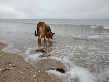 Dog on the seaside.