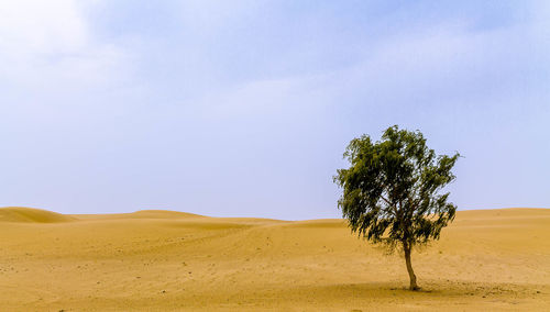 Rare desert vegetation, thar desert, rajasthan, india