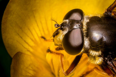 Close-up of insect on yellow flower