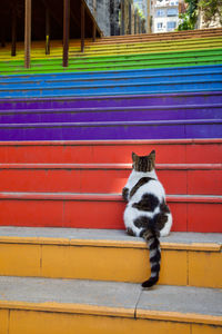 Cat on wall