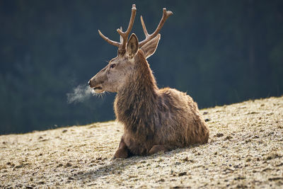 A deer on a cold winter morning