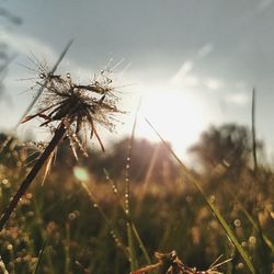 Close-up of plant growing on field