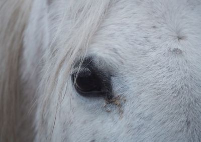 Close-up of a horse