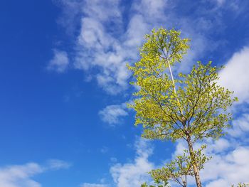 Low angle view of flowering plant against blue sky