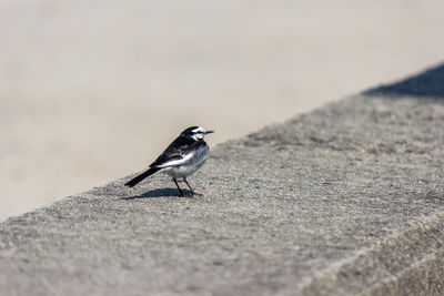 Close-up of bird perching on retaining wall
