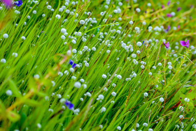 Full frame shot of wet plants