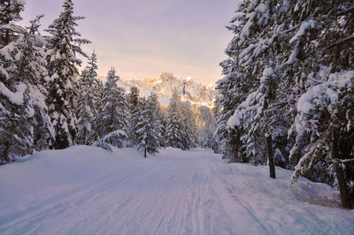 Snow covered trees on field against sky