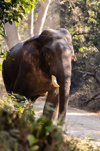 Elephant in a forest