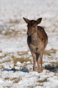 Deer standing on land during winter